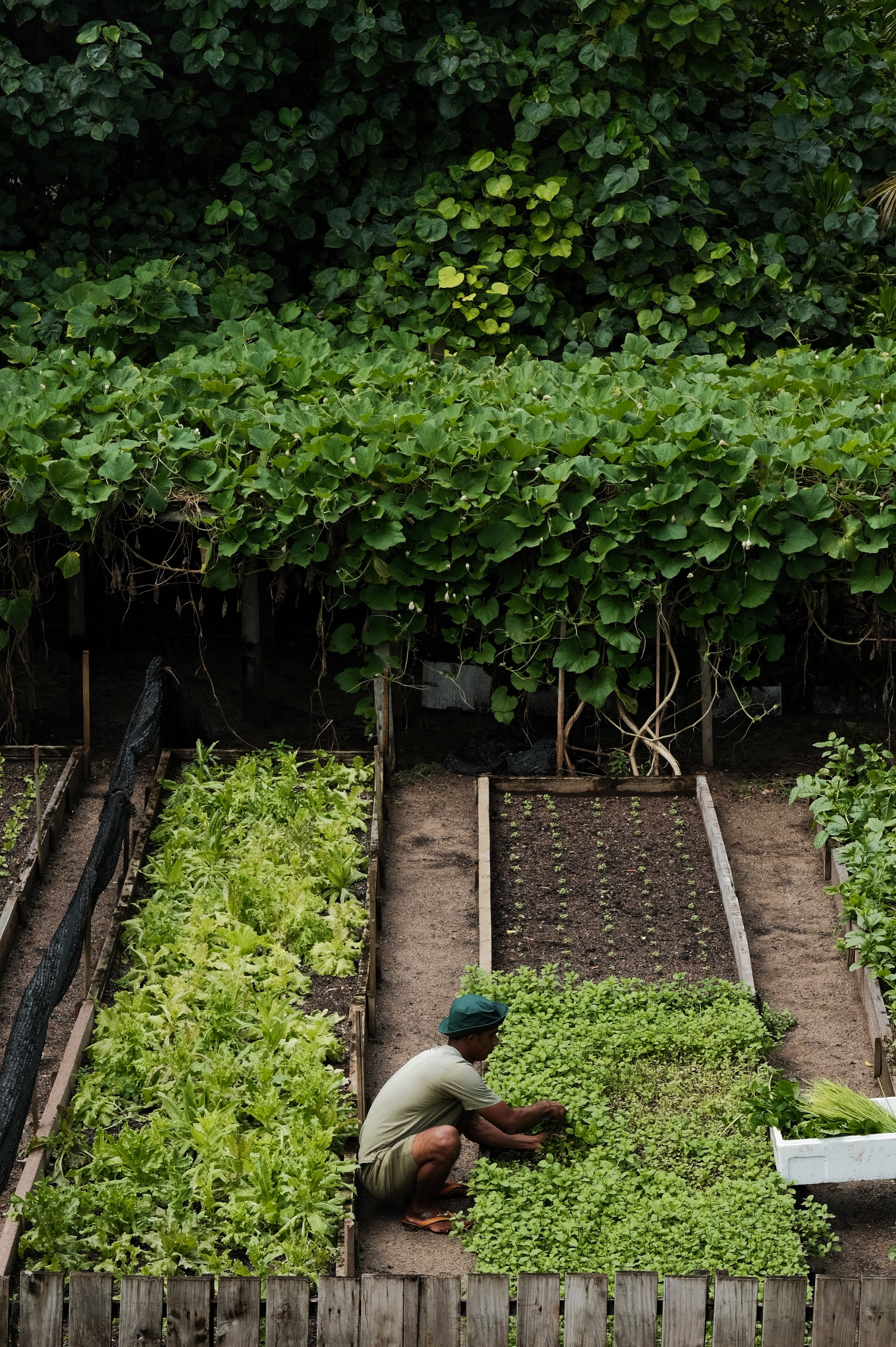 SonevaFushi-GardenerintheOrganicGardens