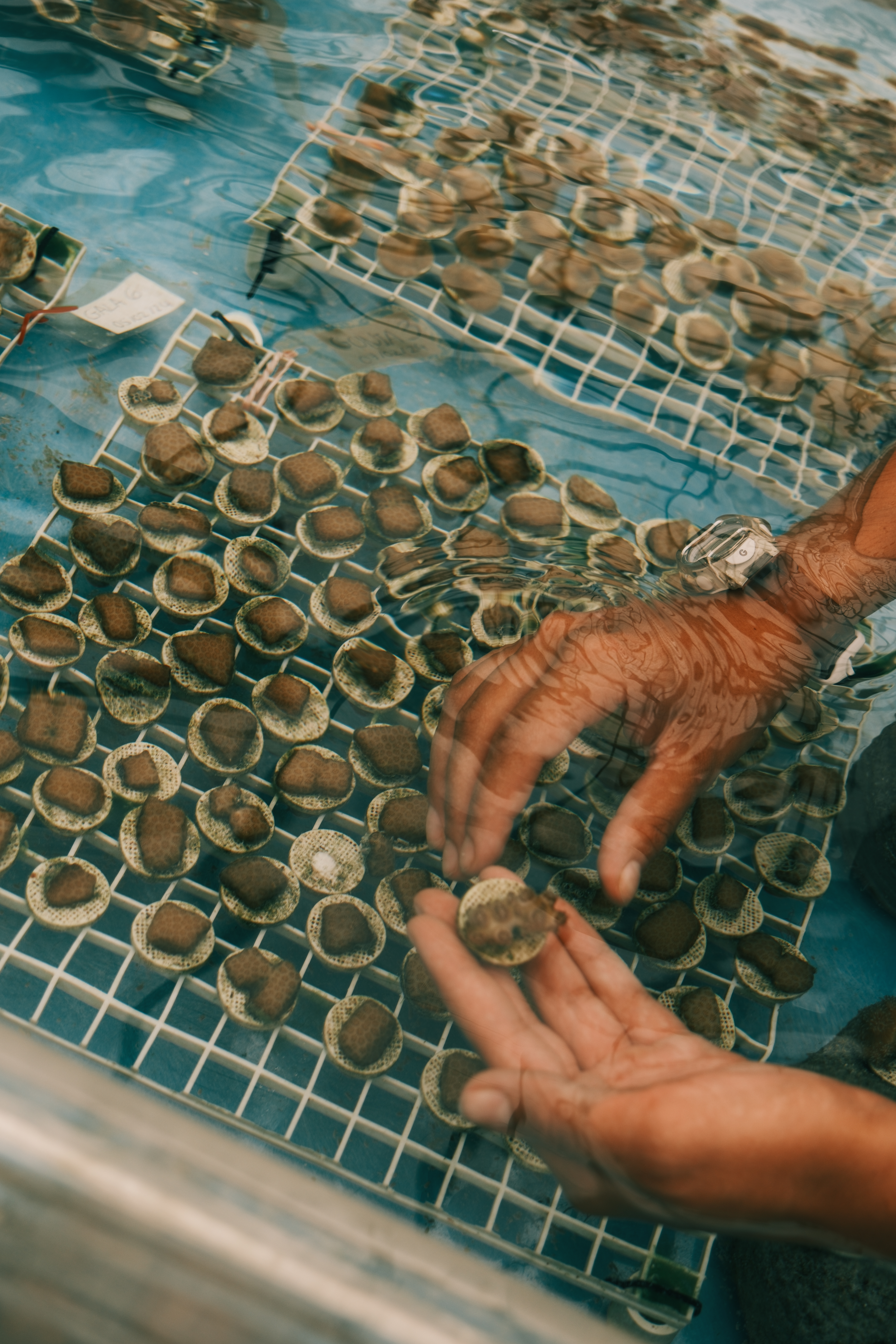 Marine conservation