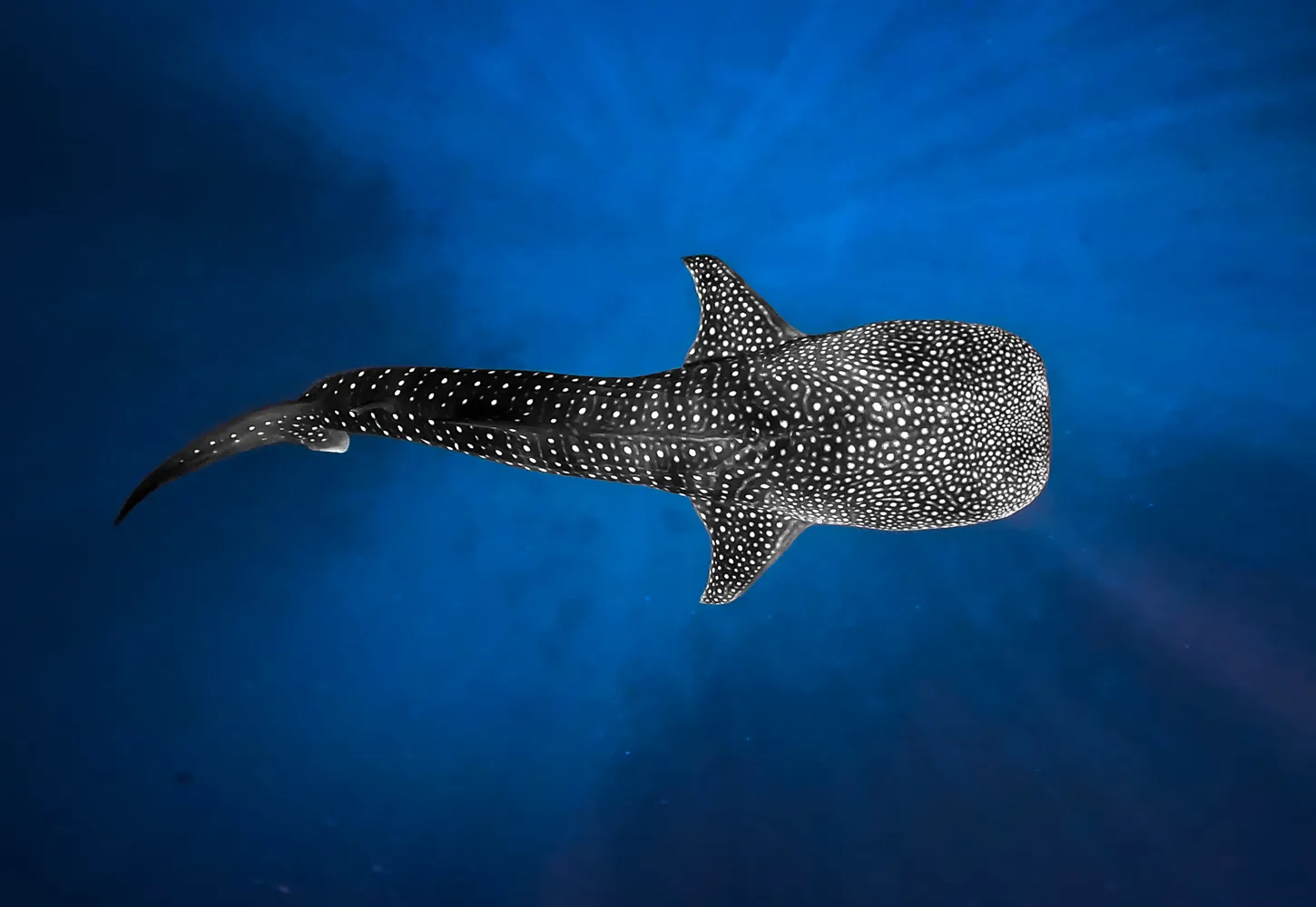 joali-being-whaleshark.