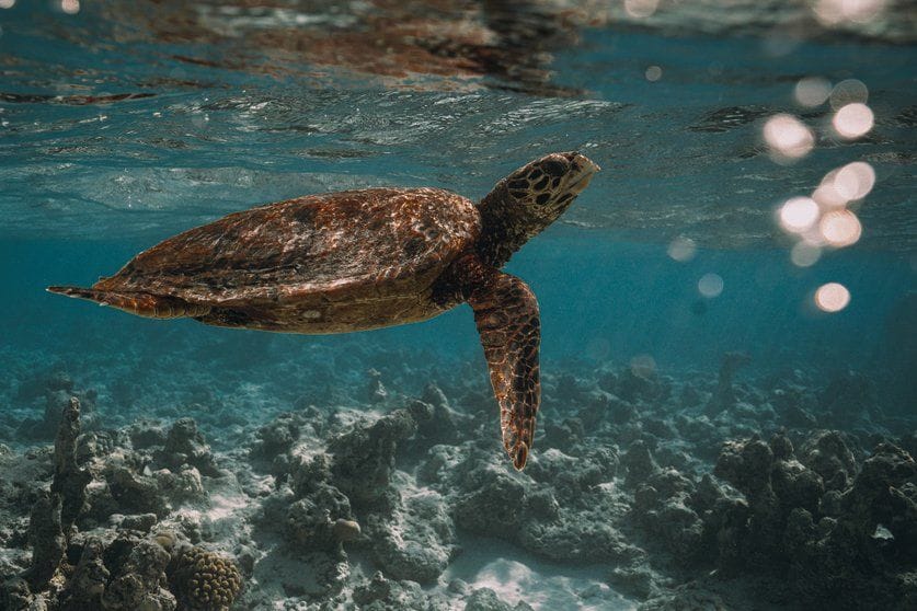 Olive Ridley