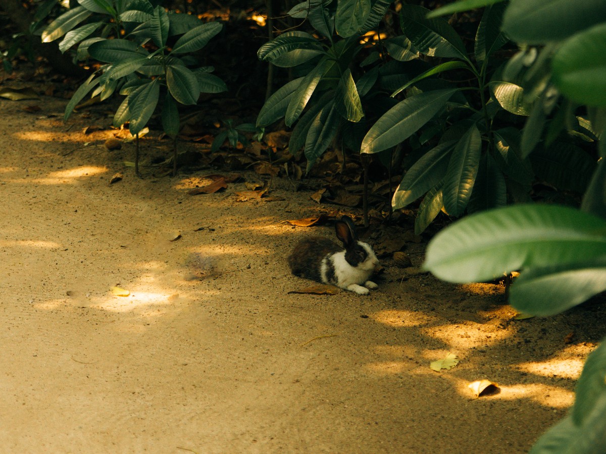 Soneva Fushi wildlife - nature conservation in the Maldives